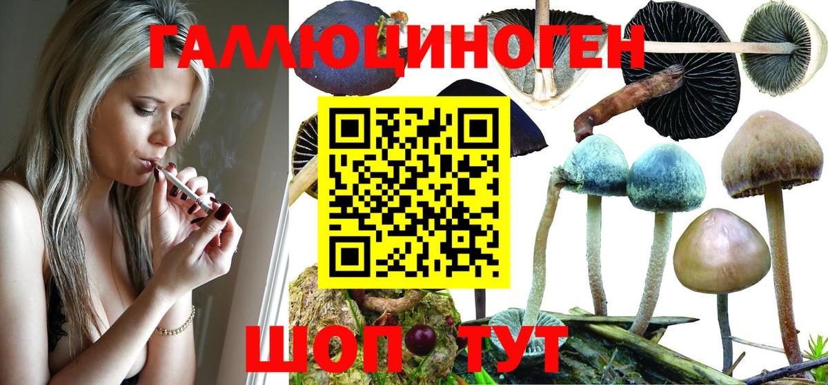 Псилоцибиновые грибы Psilocybe Сокол